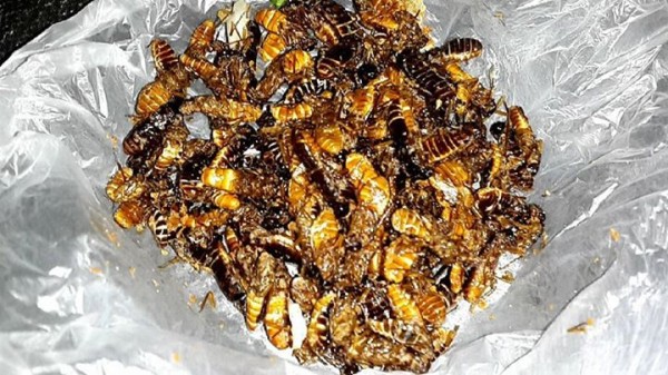 Roasted termites