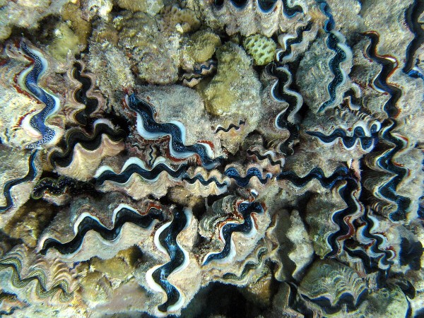 Giant clam