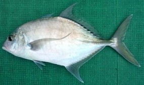 Trevally