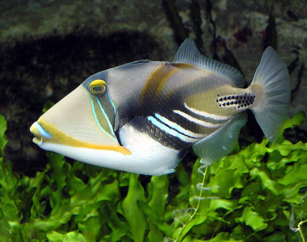 Triggerfish