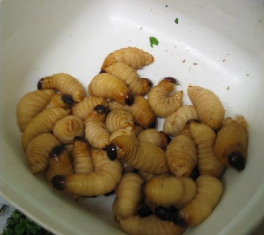 Sago grubs