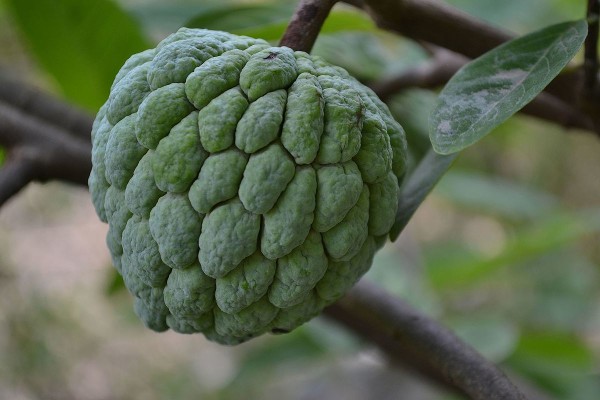 Custard apple juice