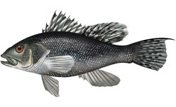 Black sea bass