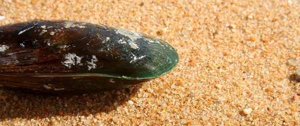 Green-lipped mussel