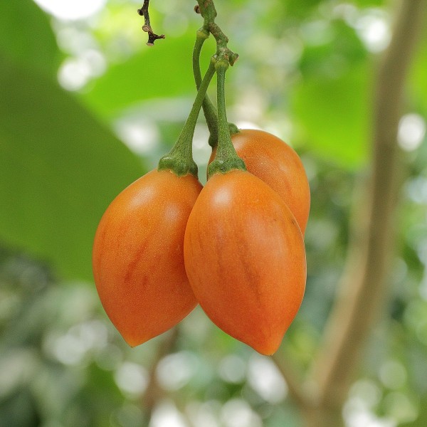 Tamarillo