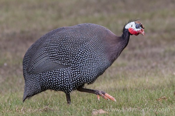 Guineafowl