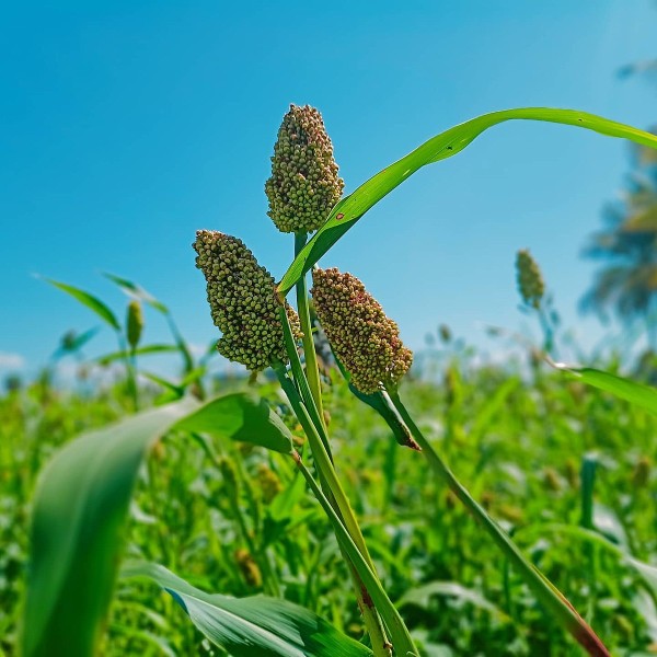 Sorghum porridge