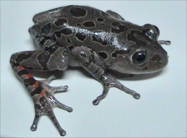 African tiger frog