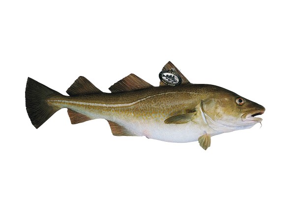 Arctic cod