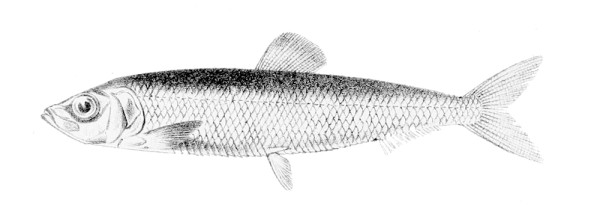 European sprat