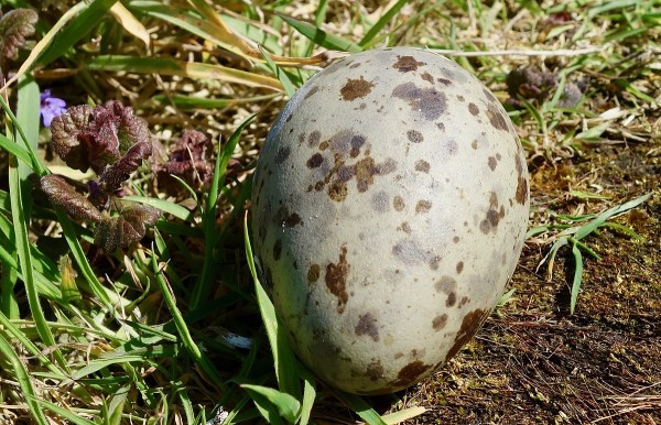 Måkeegg