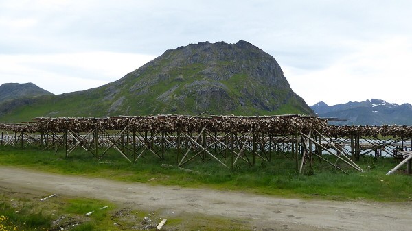 Tørrfisk fra Lofoten