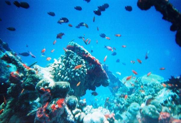 Reef fish