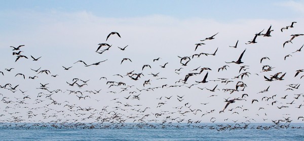 Sea birds