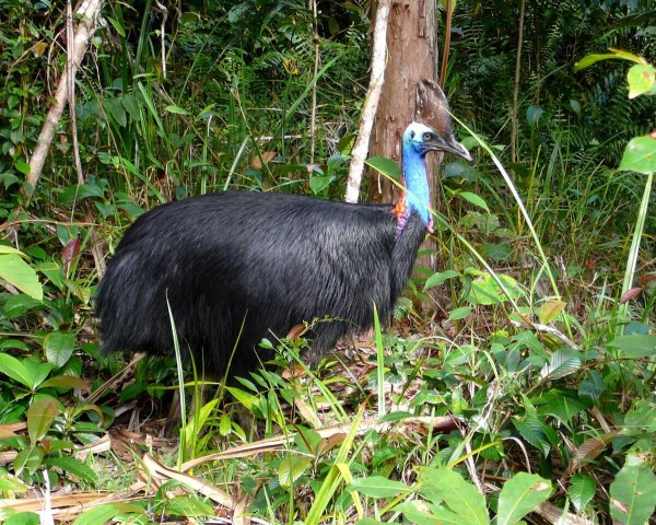 Cassowary