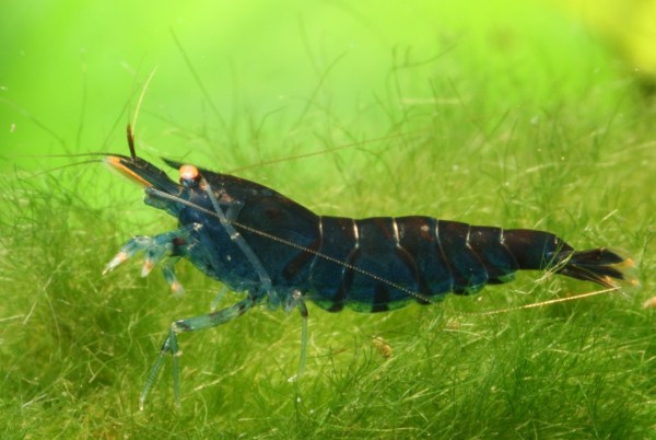 Freshwater shrimp