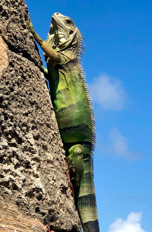 Iguana