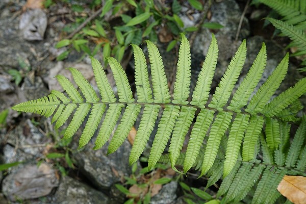 Fern leaves