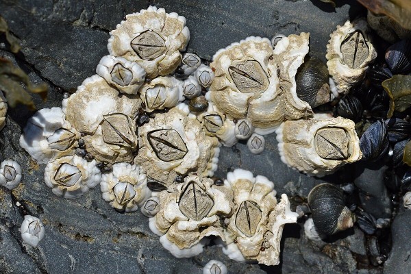 Acorn barnacle