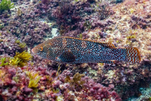 Ballan wrasse