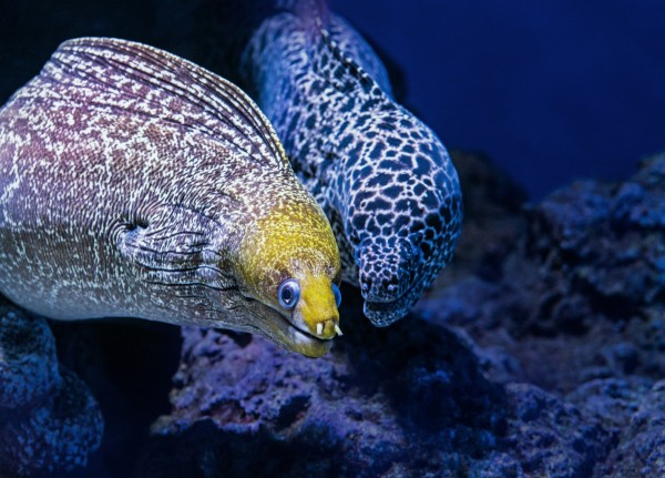 Moray eel