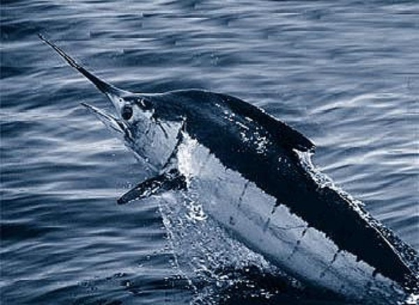 Atlantic blue marlin