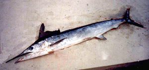 Roundscale spearfish