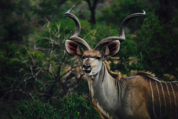 Kudu