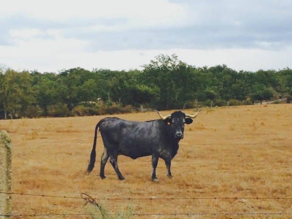 Carne de Morucha de Salamanca