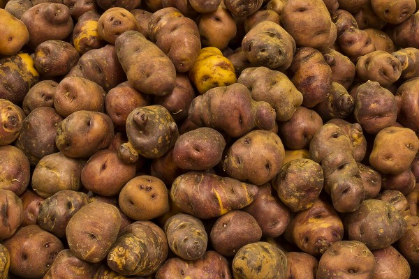 Papas Antiguas de Canarias