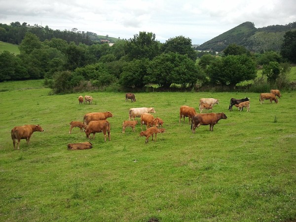 Carne de Cantabria