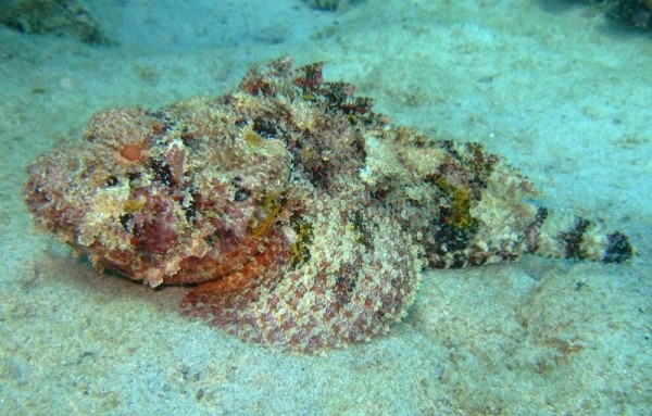 Scorpion fish