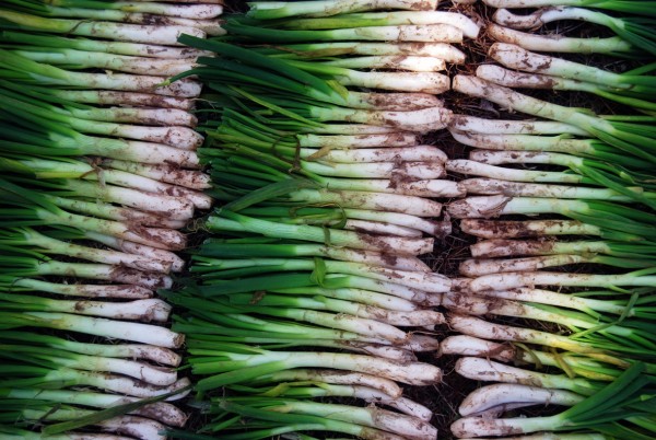 Calçot