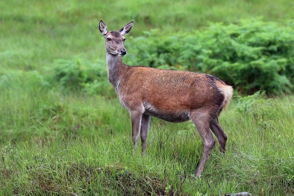 Hind deer