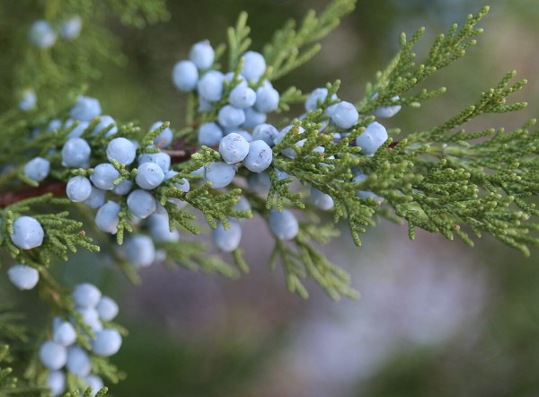 Juniper juice