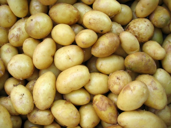 Potatis