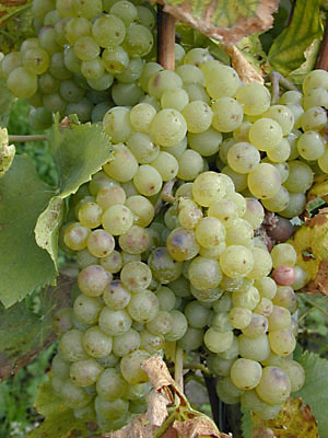 Chasselas