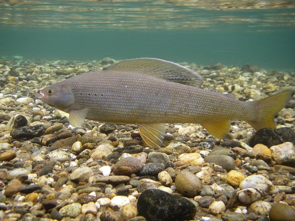 Grayling