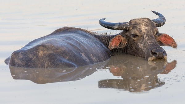 Water buffalo