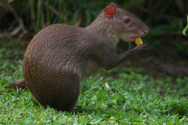 Agouti