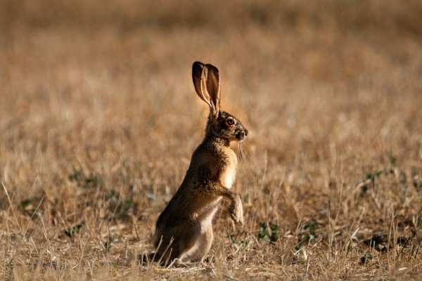 Hare