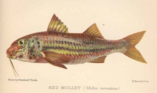 Red mullet