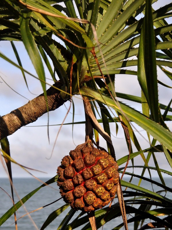 Pandanus fruit