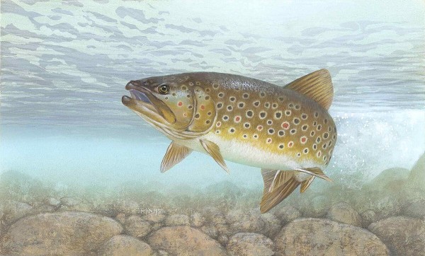 Brown trout