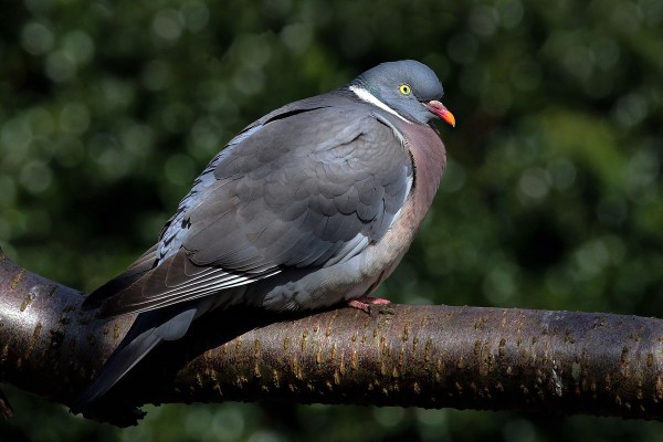 Wood pigeon