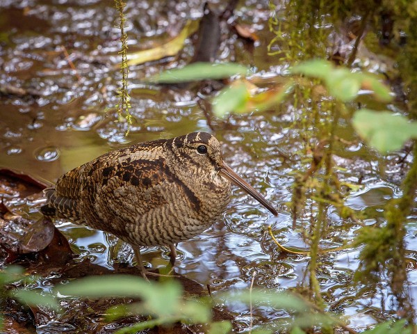 Woodcock