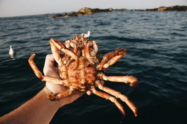 Spider crab