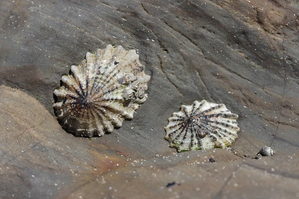 Limpet