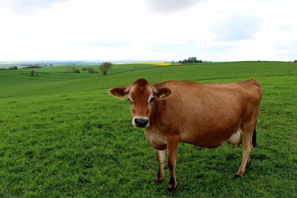 Dairy from Jersey cows