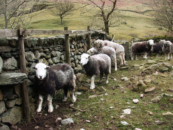 Lakeland Herdwick